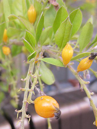 �f�������^(Duranta)