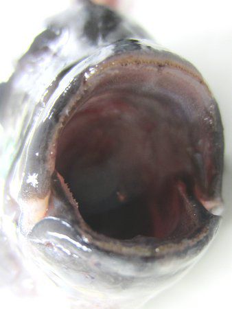 �O����11
