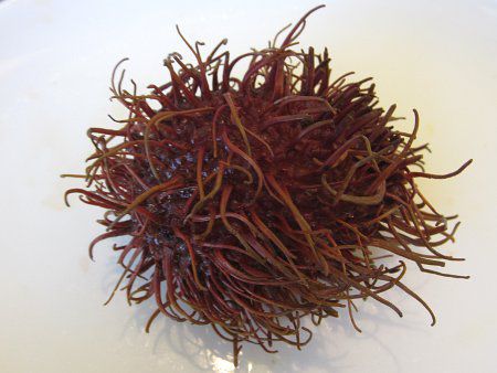 �����u�[�^��(Rambutan)