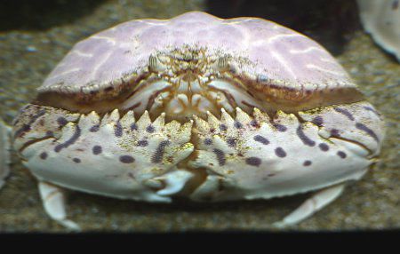 �g���t�J���b�p�i�Ք�calappa�j