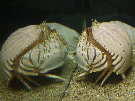 �g���t�J���b�p3