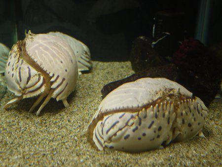 �g���t�J���b�p4
