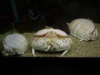 �g���t�J���b�p