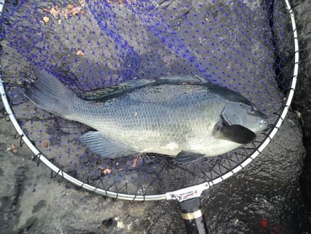 �{�肳��މʁi2011�N12��31���j