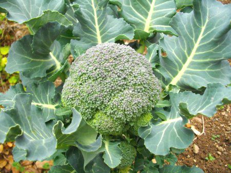 �u���b�R���[�iBroccoli�j