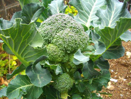 �u���b�R���[�iBroccoli�j