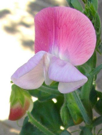 �G���h�E(氓�)