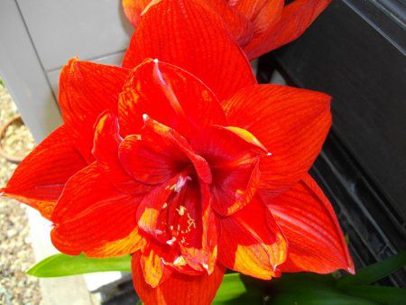 �A�}�����X(Amaryllis)