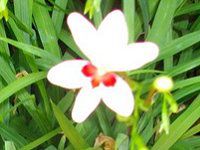 �A�m�}�e�J�iAnomatheca�j