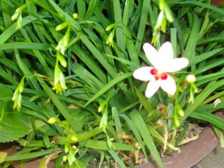 �A�m�}�e�J(Anomatheca)