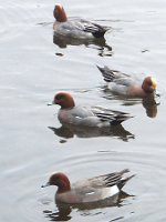 �q�h���K���i�꒹���j