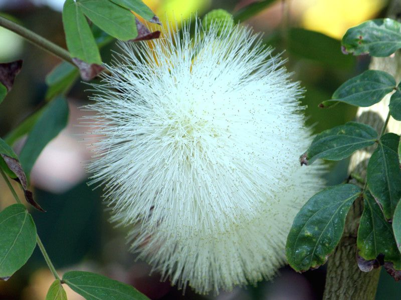 �z���C�g�E�p�E�_�[�p�t(White Powederpuff)