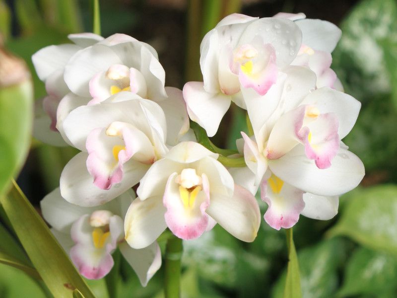 �V���r�W���[���iCymbidium�j