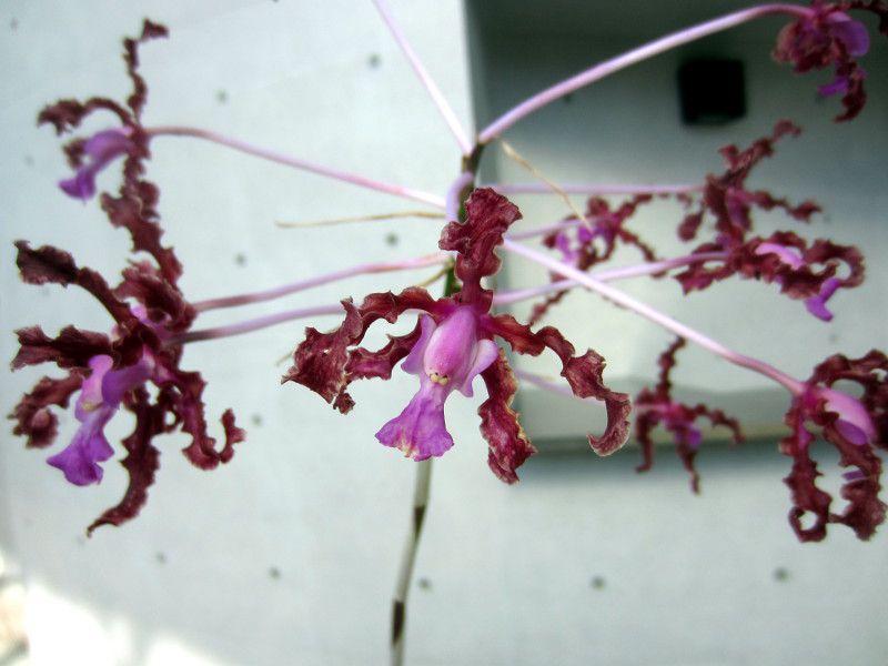 �����A�E�E���h�D���^(Laelia undulata)