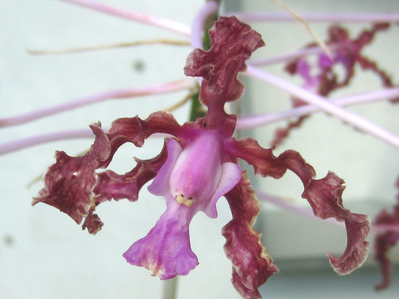 �����A�E�E���h�D���^(Laelia undulata)