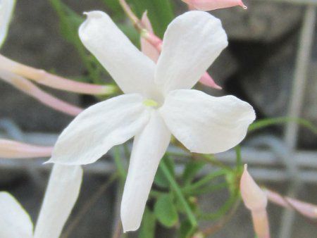 �n�S�����W���X�~��