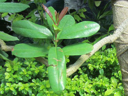�x�C����(Bay rum)