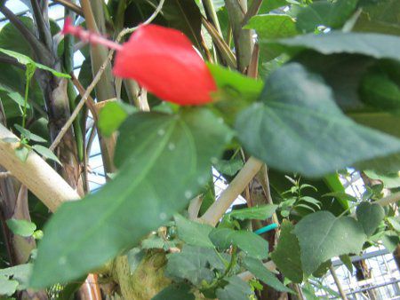 ���b�N�X�}���E(Wax mallow�j