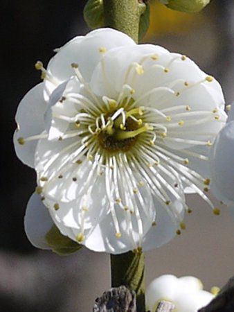 ������27�i���傤��傭�����j