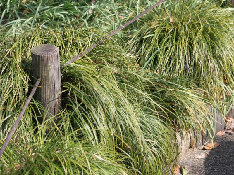 �W���m�q�Q(Ophiopogon japonicus)