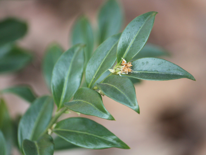 �T���R�R�b�J�i�w���FSarcococca�j