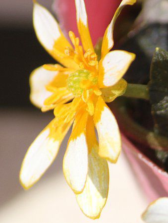 �J���X�o�q�������E�L���J