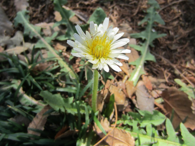 �V���o�i�^���|�|�i���Ԋ����p�A�w��: Taraxacum albidum�j