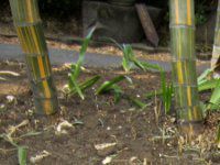 �L�����C���E�\�E