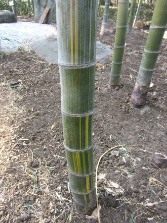 �L�����C���E�\�E�i�����Џ@�j