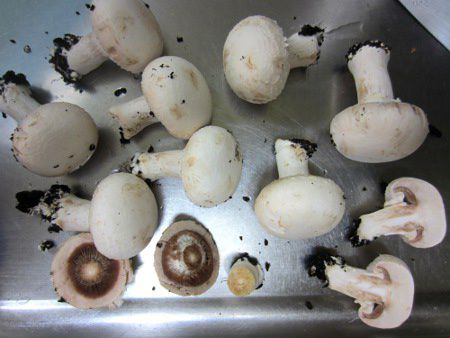 �}�b�V�����[���imushroom�j