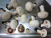 �}�b�V�����[���imushroom�j