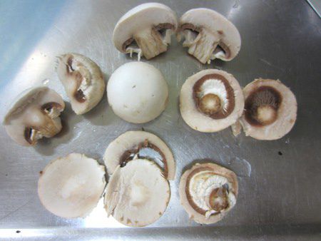 �}�b�V�����[���imushroom�j