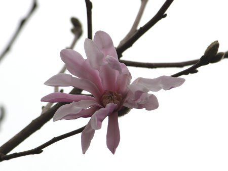 �V�f�R�u�V�i�l�茝�j