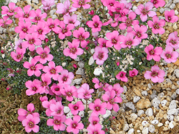 �T�L�V�t���K�E�|���A���O���J�iSaxifraga polyanglica�j