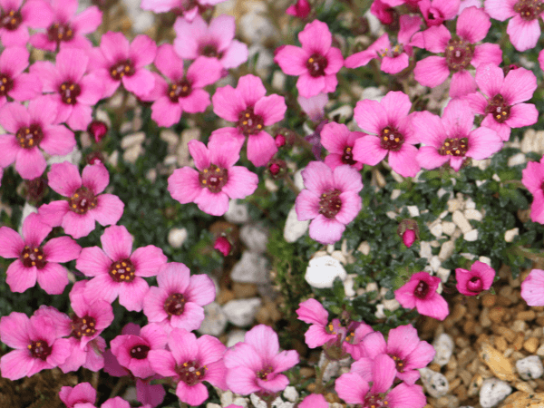 �T�L�V�t���K�E�|���A���O���J(Saxifraga polyanglica)