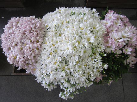 �T�C�l���A10