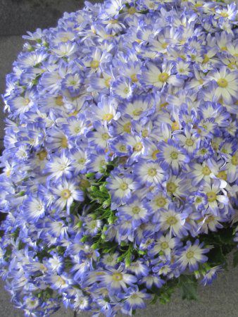 �T�C�l���A11