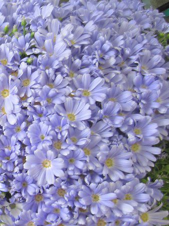 �T�C�l���A12