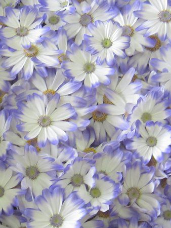 �T�C�l���A13
