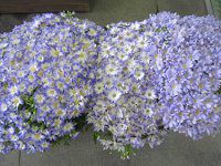 �T�C�l���A14