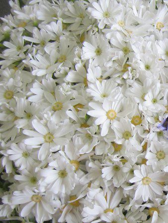 �T�C�l���A15