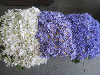 �T�C�l���A16