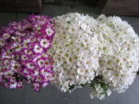 �T�C�l���A19