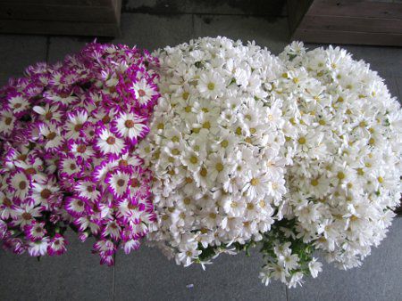 �T�C�l���A19