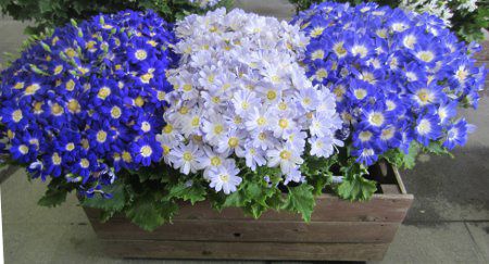 �T�C�l���A21
