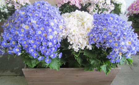 �T�C�l���A22