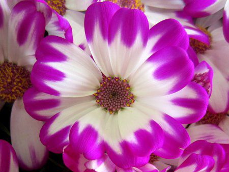 �T�C�l���A
