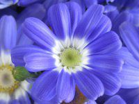 �T�C�l���A25