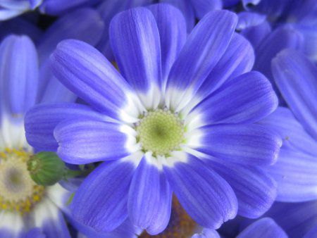 �T�C�l���A25