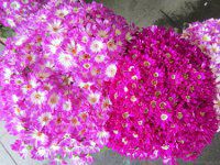 �T�C�l���A3